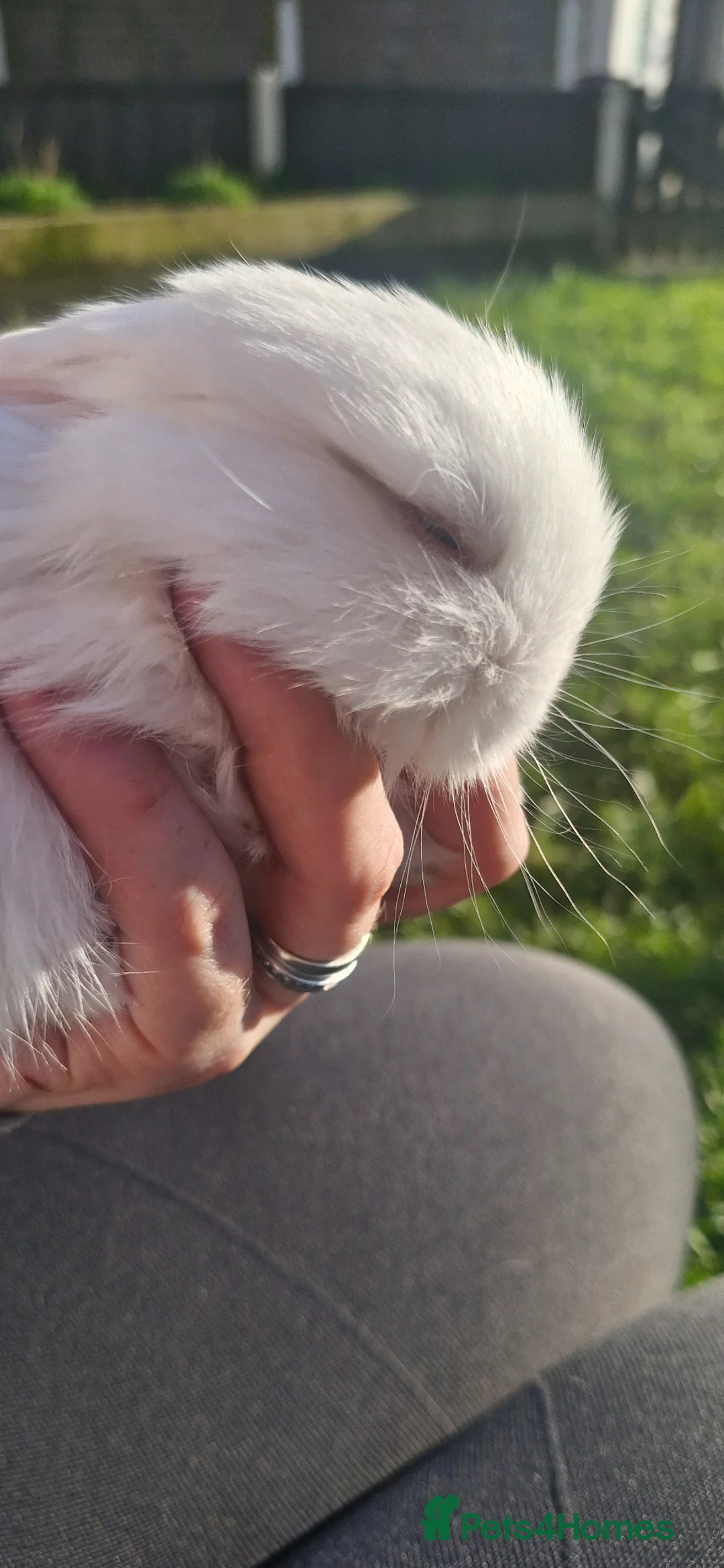 Mini Lop rabbits for sale: Mini lop for sale - Advert 5