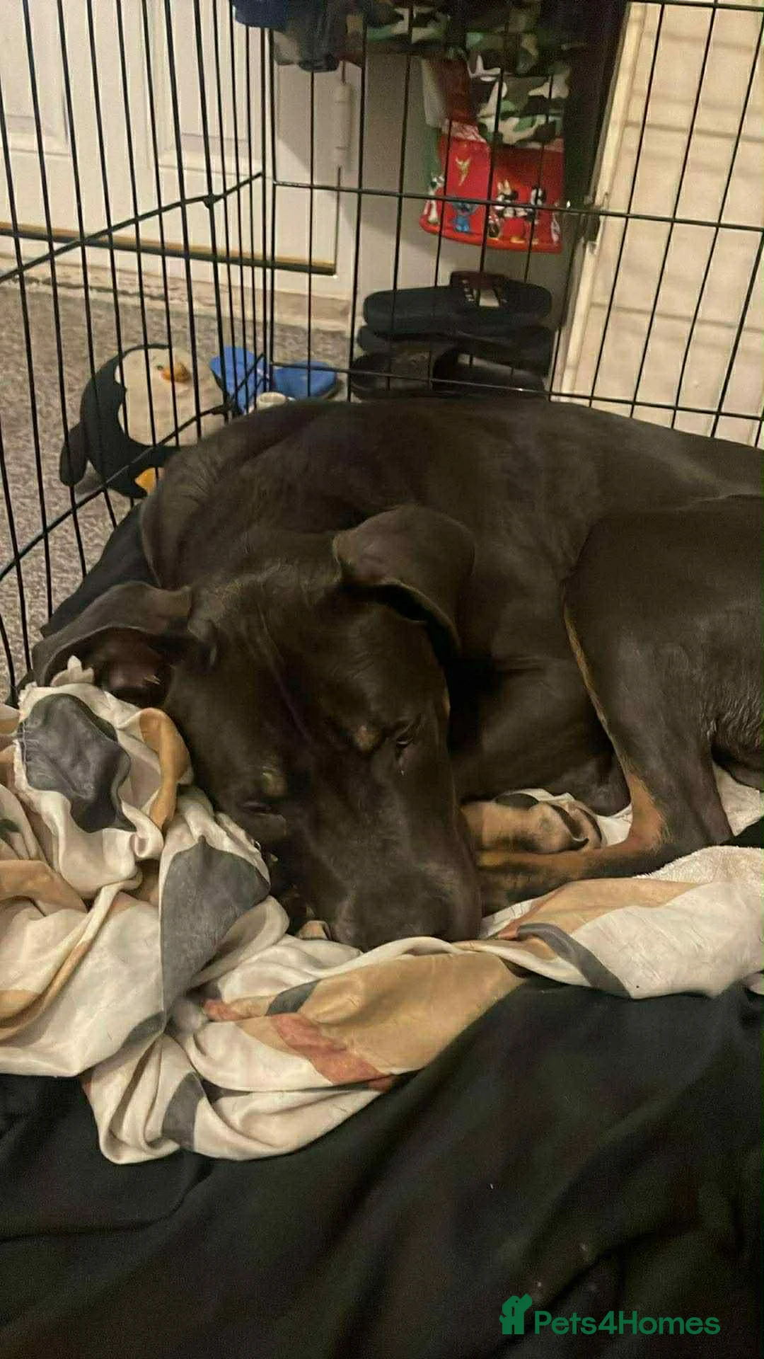 Mixed Breed dogs for sale: Bruno 7 months. - Advert 2