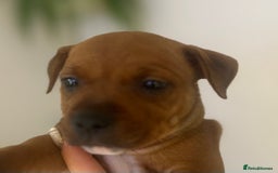 Staffordshire Bull Terrier dogs for sale: Red Staffordshire bull terrier puppies ❤️🐾 - Image 11