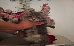 Maine Coon cats for sale: Xxl  full  mainecoon  kittens  in Crawley - Image 2