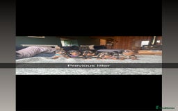 Miniature Dachshund dogs for sale: Stunning Miniature Dachshund Puppies - Image 1