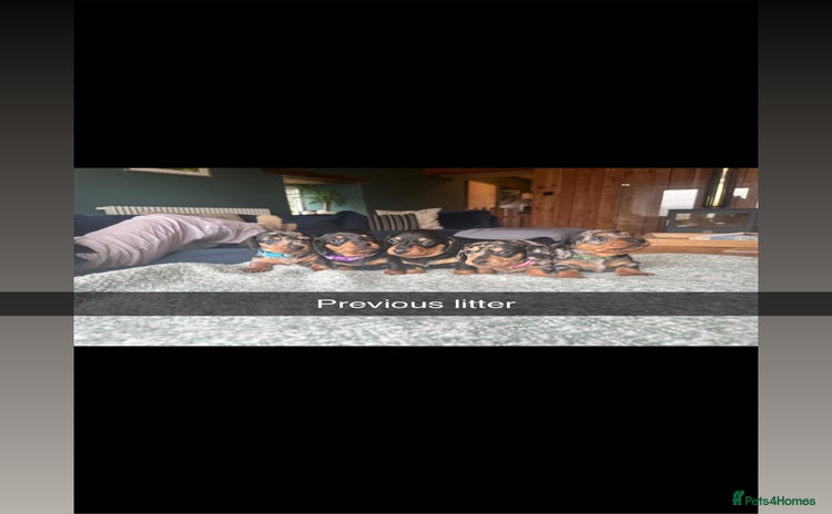 Miniature Dachshund dogs - Advert 2