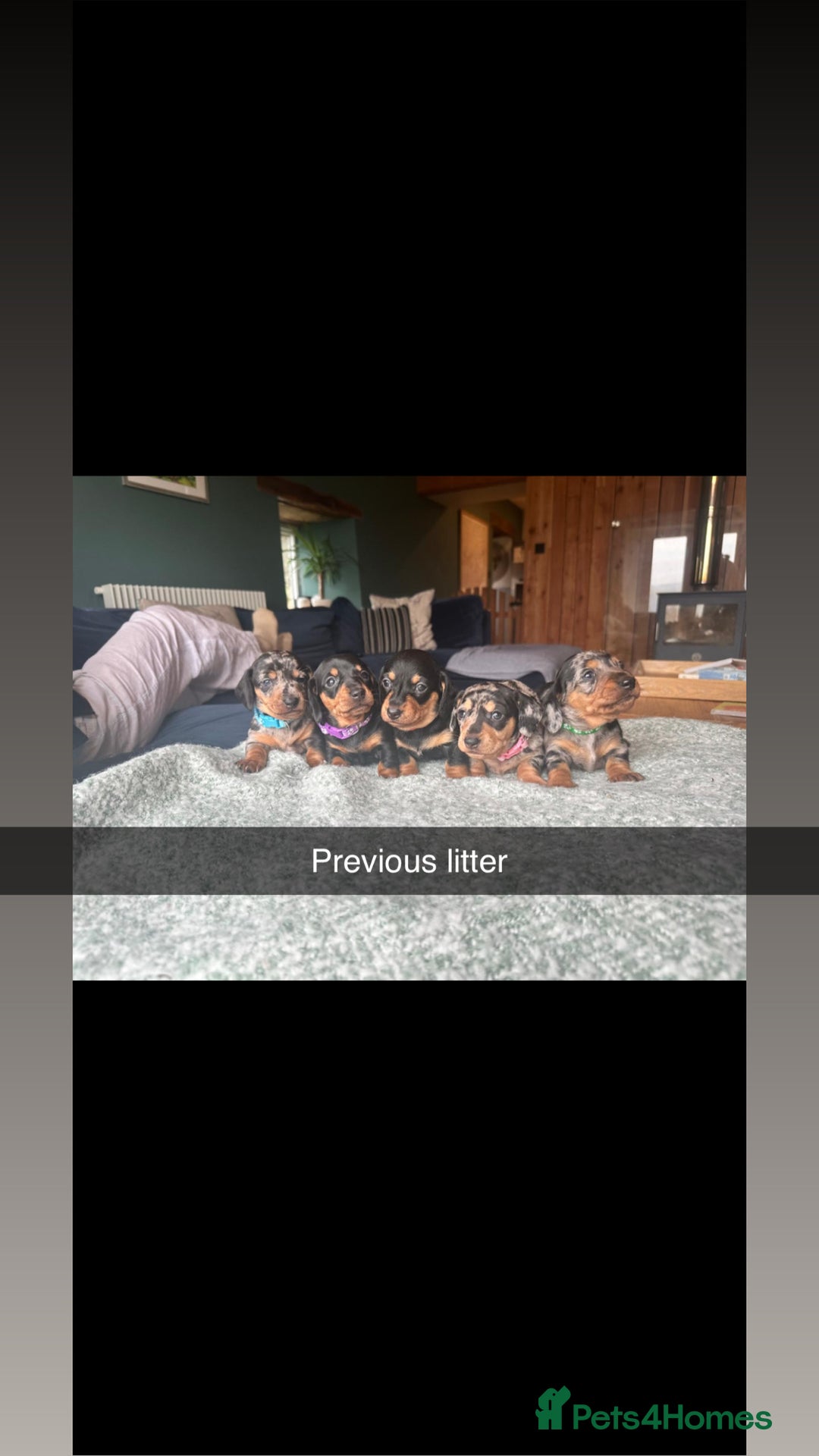 Miniature Dachshund dogs for sale: Stunning Miniature Dachshund Puppies - Image 1