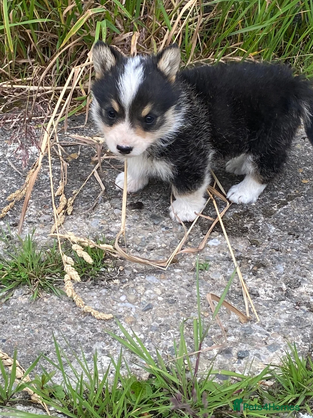 Welsh Corgi Pembroke dogs for sale: Pembroke Corgi pupp for sale in Corwen - Advert 5