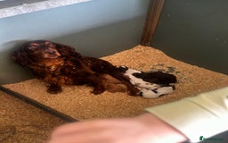 Cocker Spaniel dogs for sale: A litter of 6 gorgeous cocker spaniel puppies - Image 16
