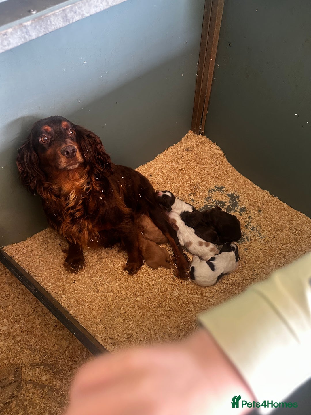 Cocker Spaniel dogs for sale: A litter of 6 gorgeous cocker spaniel puppies - Image 16