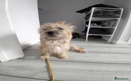 Cairn Terrier dogs for sale: KC registered Cairn terriers - Image 13