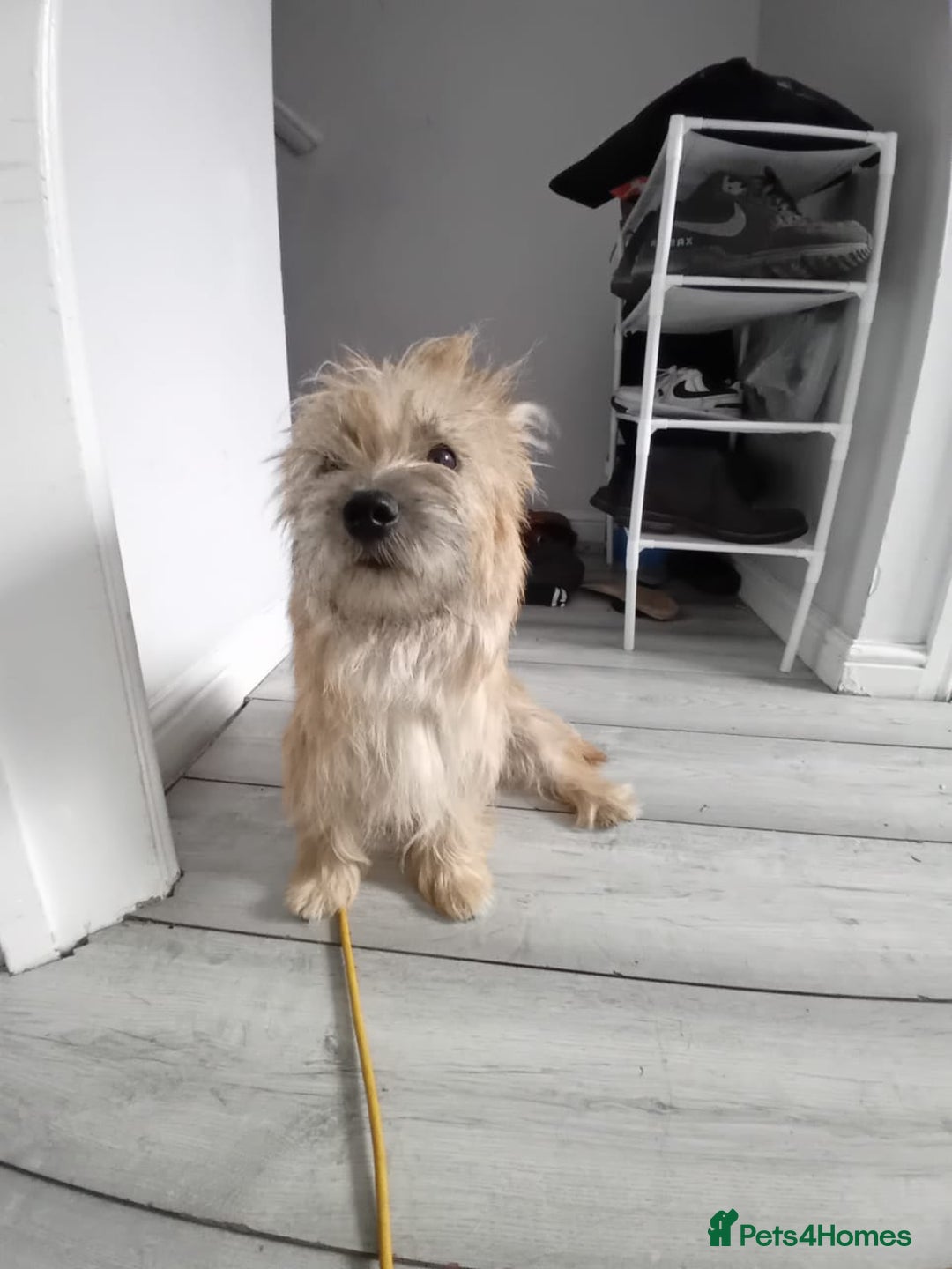 Cairn Terrier dogs for sale: KC registered Cairn terriers - Image 13