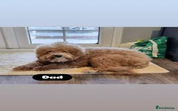 Cavapoo dogs for sale: Adorable Cavapoos ready for their new families 🐾 - Image 36