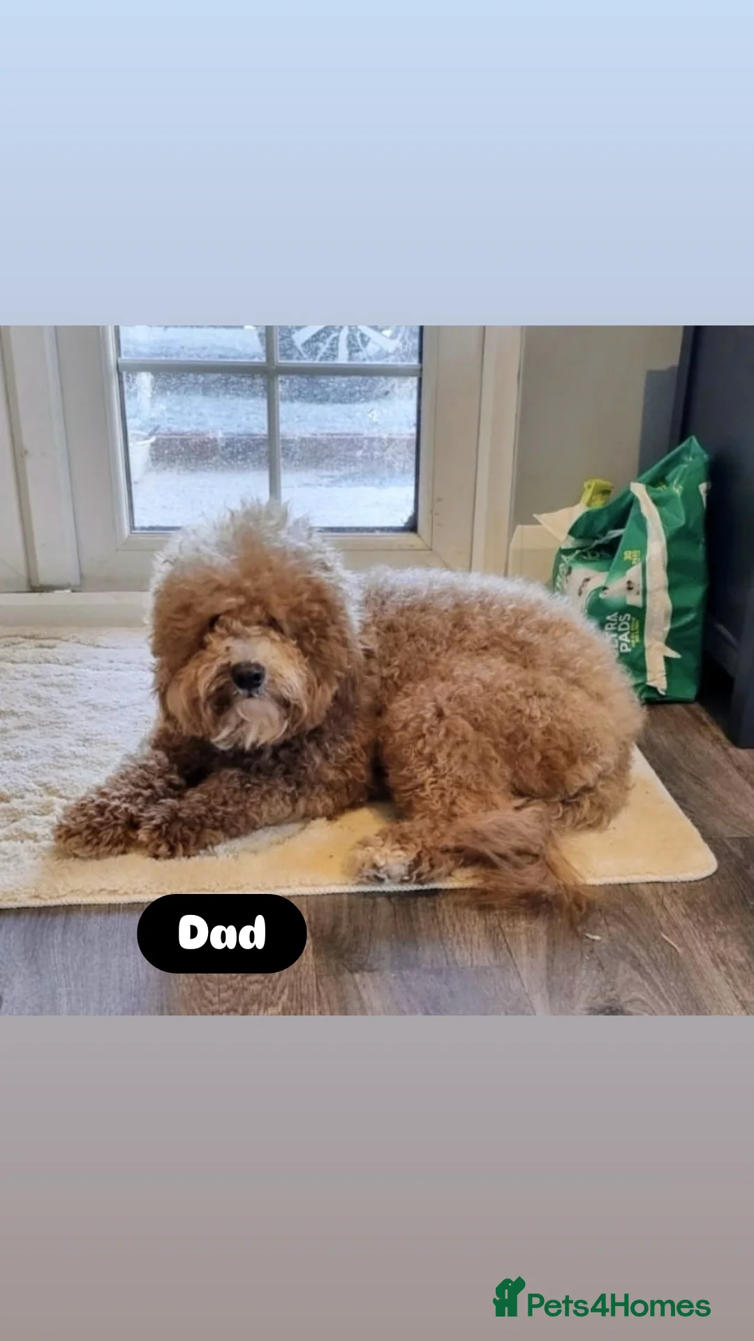 Cavapoo dogs for sale: Adorable Cavapoos ready for their new families 🐾 - Image 36