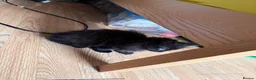 Mixed Breed cats for sale: Kittens for good homes - Advert 7