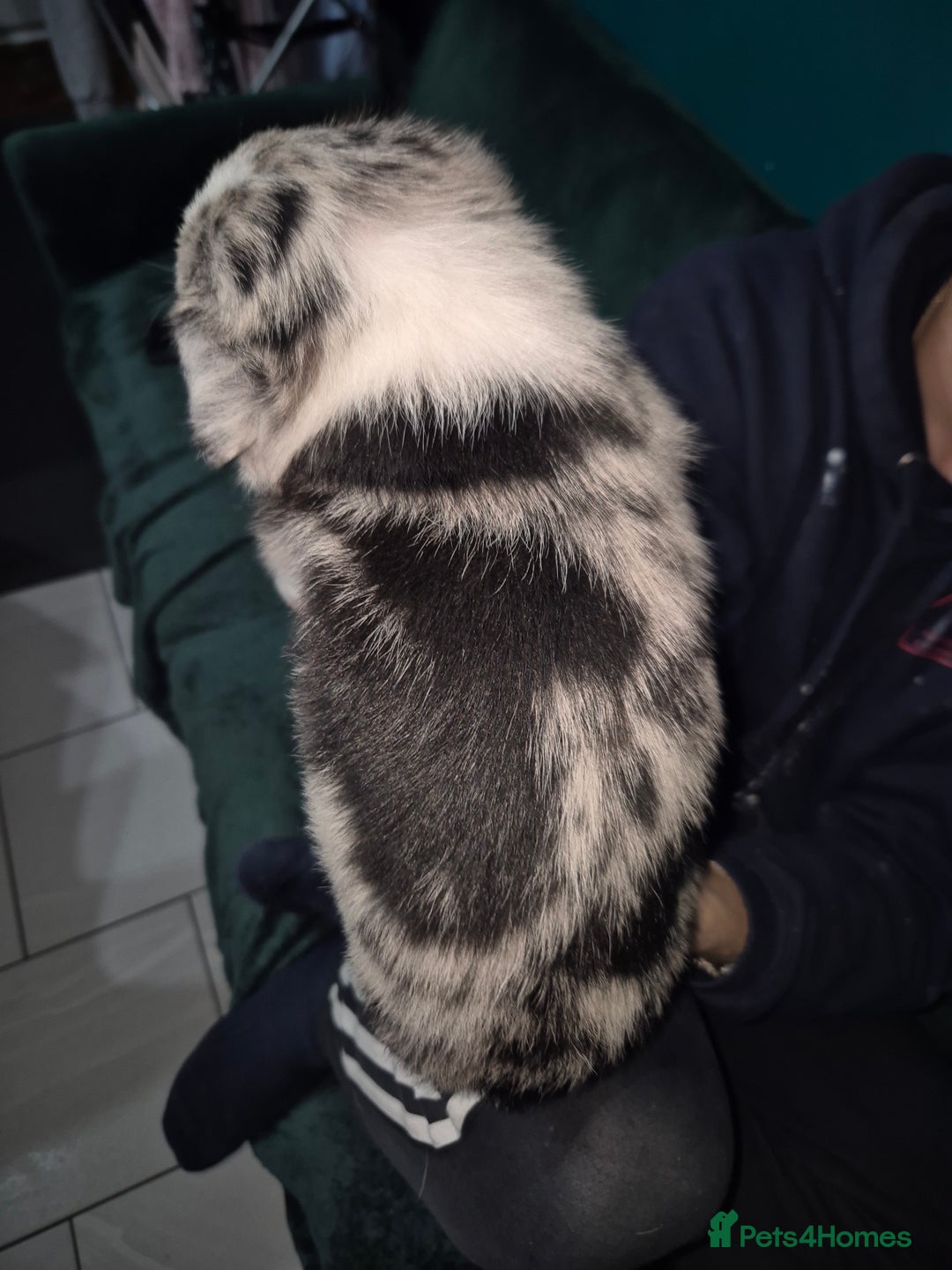 Border Collie dogs for sale: Border collie blue merle puppies  - Advert 4