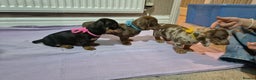 Miniature Dachshund dogs for sale: Hi beautiful mini dachshund for 5* home - Advert 11