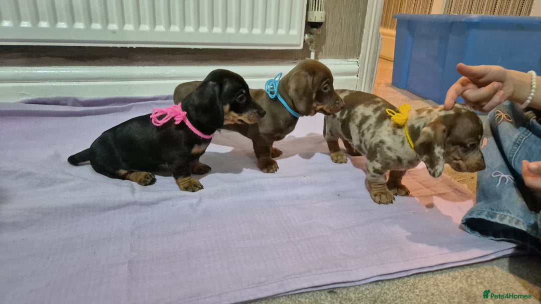 Miniature Dachshund dogs for sale: Hi beautiful mini dachshund for 5* home - Advert 11