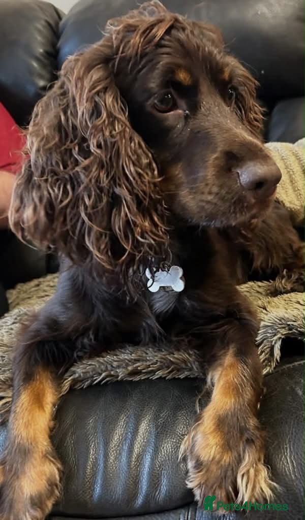 Sprocker dogs Puppies for loving homes - Advert 2