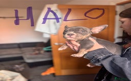 American Bully dogs for sale: American pocket bully’s  - Image 3
