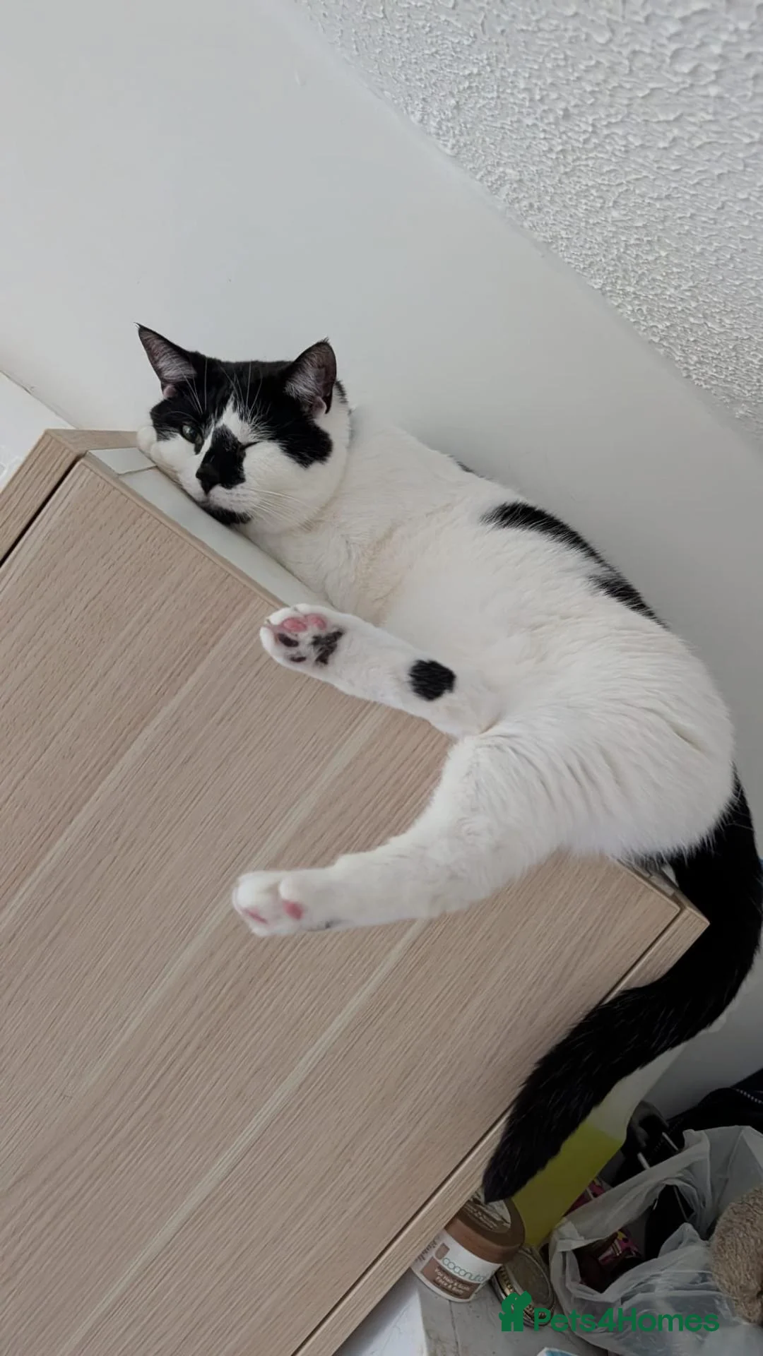 Mixed Breed cats for sale: Domestic medium hair cat in Kettering - Advert 4
