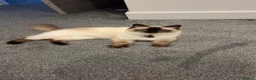 Ragdoll cats for sale: Half ragdoll half mixed  in Sevenoaks - Advert 9