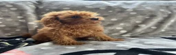 Cavapoo dogs for sale: Cavapoo - Advert 8