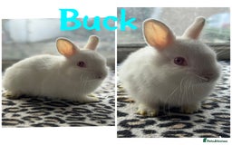 Netherland Dwarf rabbits for sale: Pure breed Netherlands dwarf male and female - Image 2