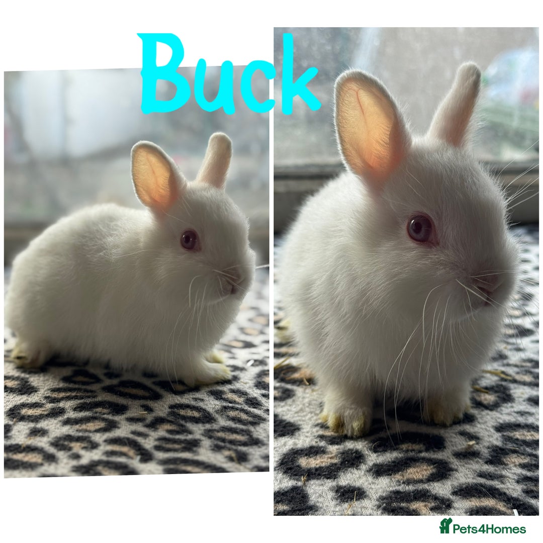 Netherland Dwarf rabbits for sale: Pure breed Netherlands dwarf male and female - Image 2
