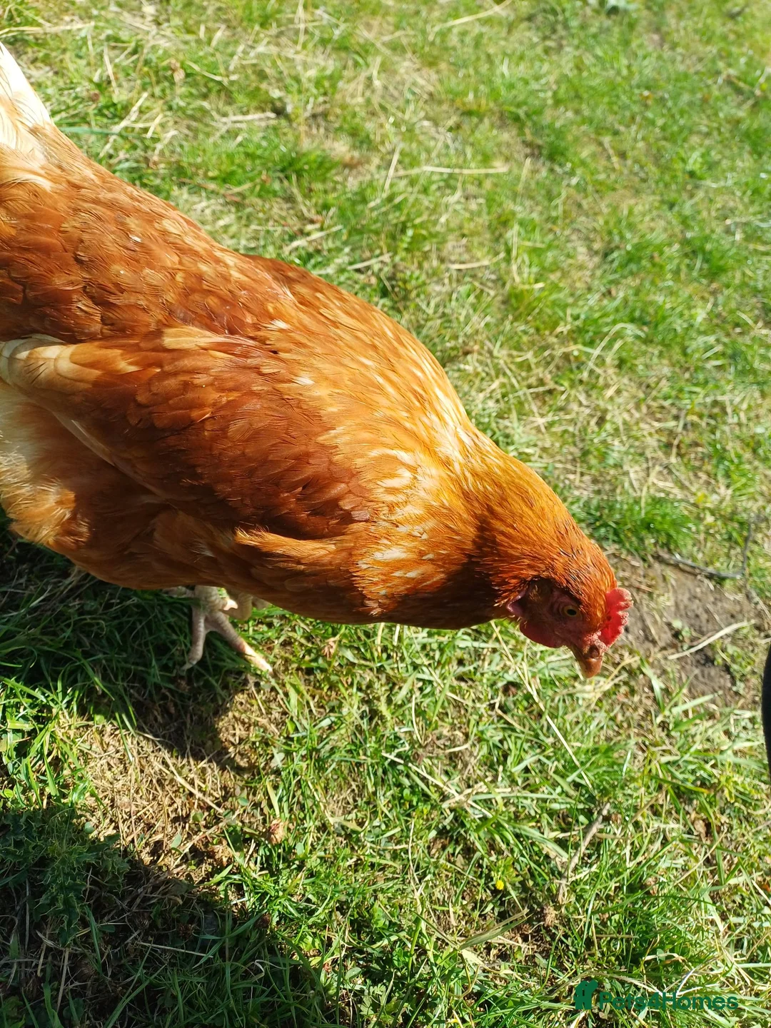 Chickens poultry for sale: Chickens for sale in Blackburn - Advert 2
