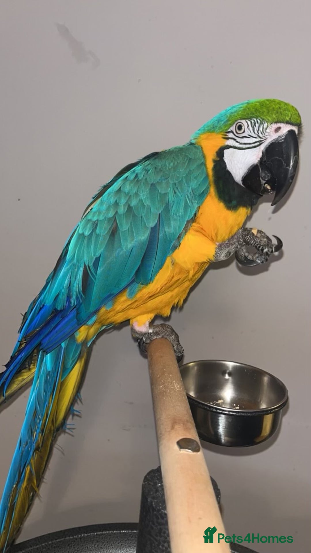 Macaws birds for sale: Male Macaw - Advert 2