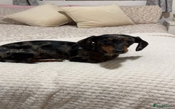 Chiweenie dogs for sale: Chiweenies - Image 14
