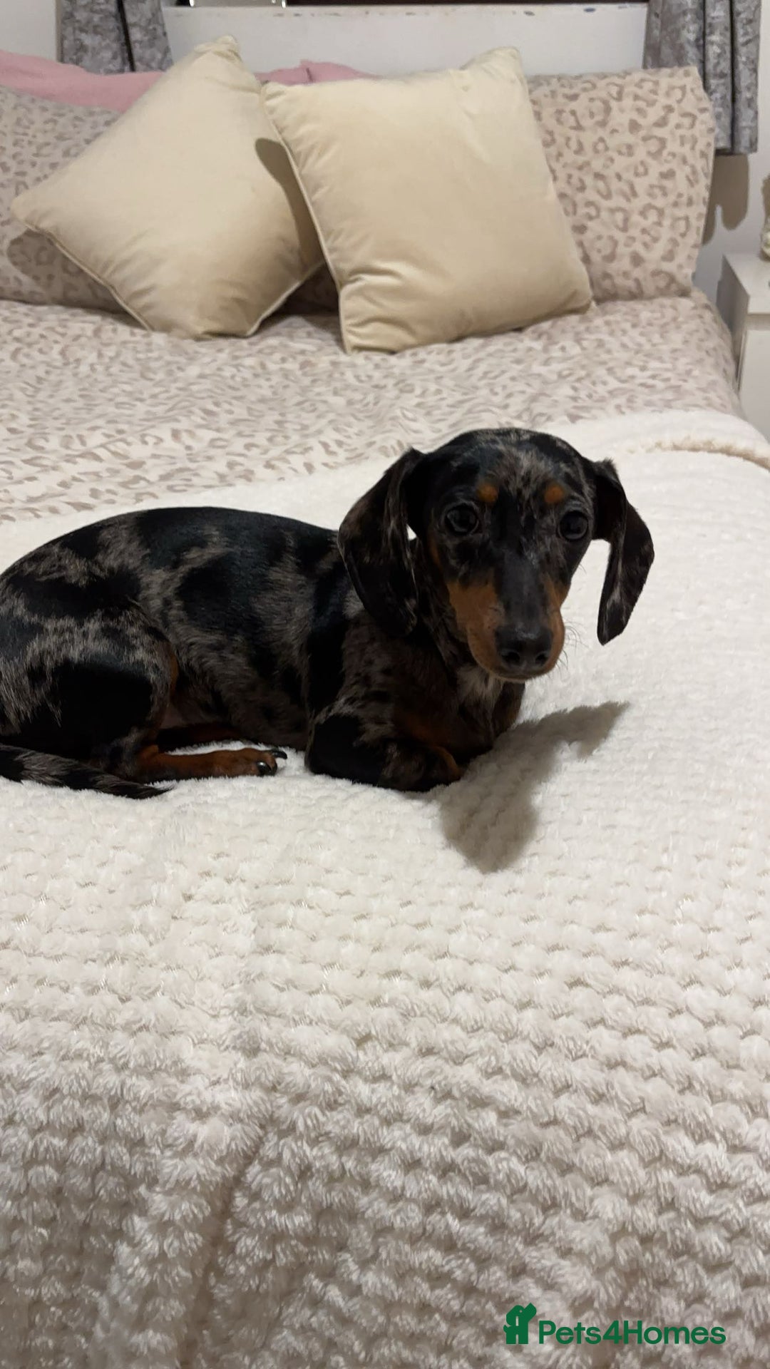 Chiweenie dogs for sale: Chiweenies - Image 14