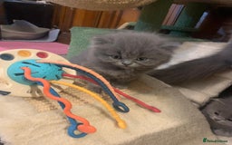 British Longhair cats for sale: British Long/Short Hair Adorable Kittens - Advert 19