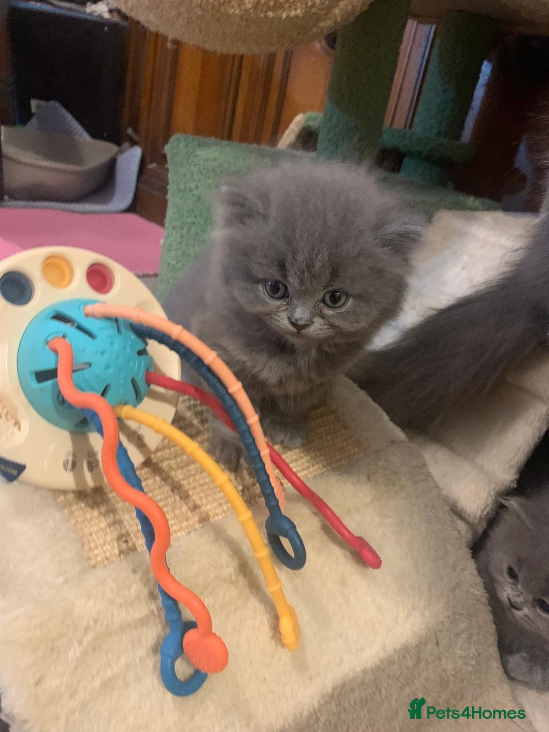 British Longhair cats for sale: British Long/Short Hair Adorable Kittens - Advert 19