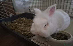 Lionhead rabbits for sale: Lionhead bunny  - Image 7