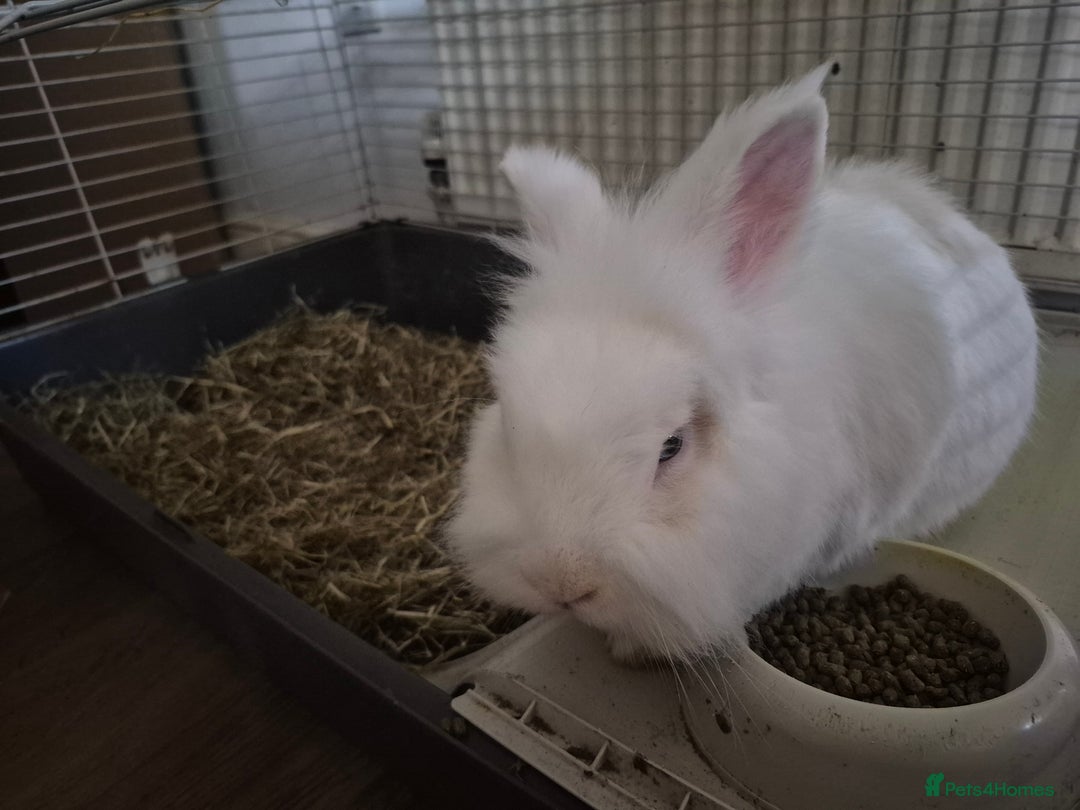 Lionhead rabbits for sale: Lionhead bunny  - Image 7