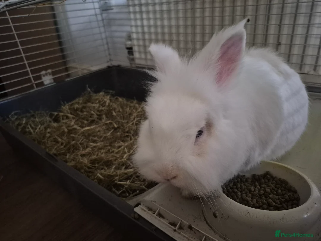 Lionhead rabbits for sale: Lionhead bunny  - Advert 7