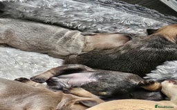 French Bulldog dogs for sale: Gorgeous french bulldogs - Image 6