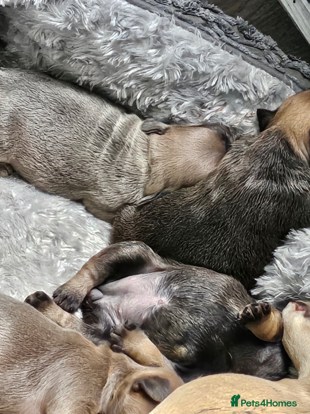 French Bulldog dogs for sale: Gorgeous french bulldogs - Image 6