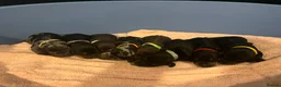 Miniature Dachshund dogs for sale: Miniature dachshund available  - Advert 3