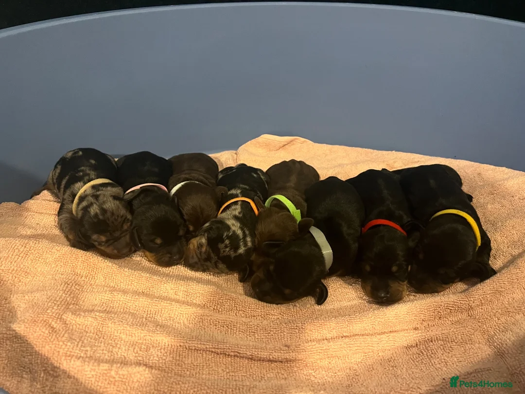 Miniature Dachshund dogs for sale: Miniature dachshund available  - Advert 3