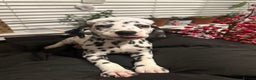 Dalmatian dogs for sale: Dalmatian boys 2 stunning boys left - Advert 2