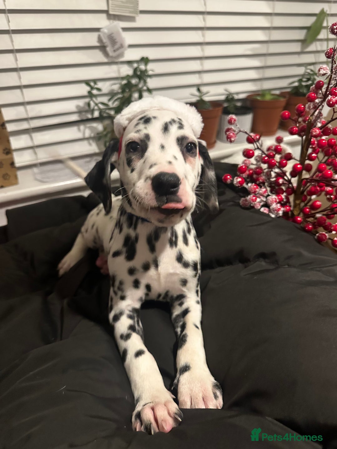 Dalmatian dogs for sale: Dalmatian boys 2 stunning boys left - Advert 2