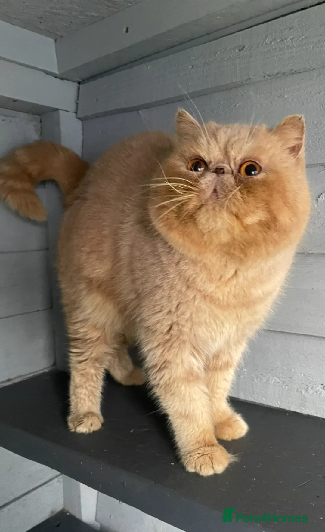 Exotic cats for stud: 🔥 CREAM TABBY PROVEN STUD EAST MIDLANDS 🔥 - Advert 3