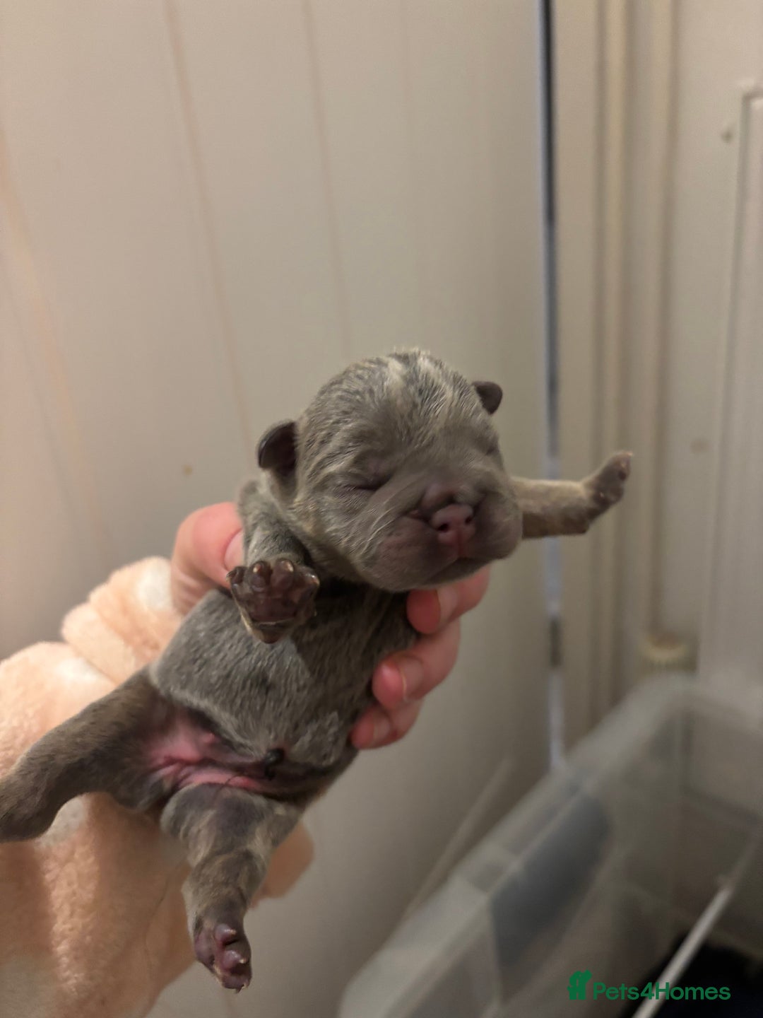 French Bulldog dogs for sale: Mini bulls - Advert 12