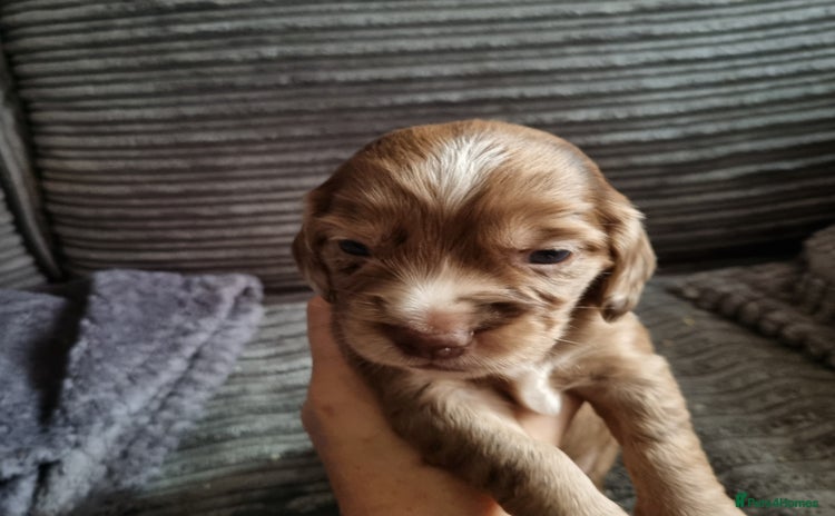 Mixed Breed dogs - Advert 1