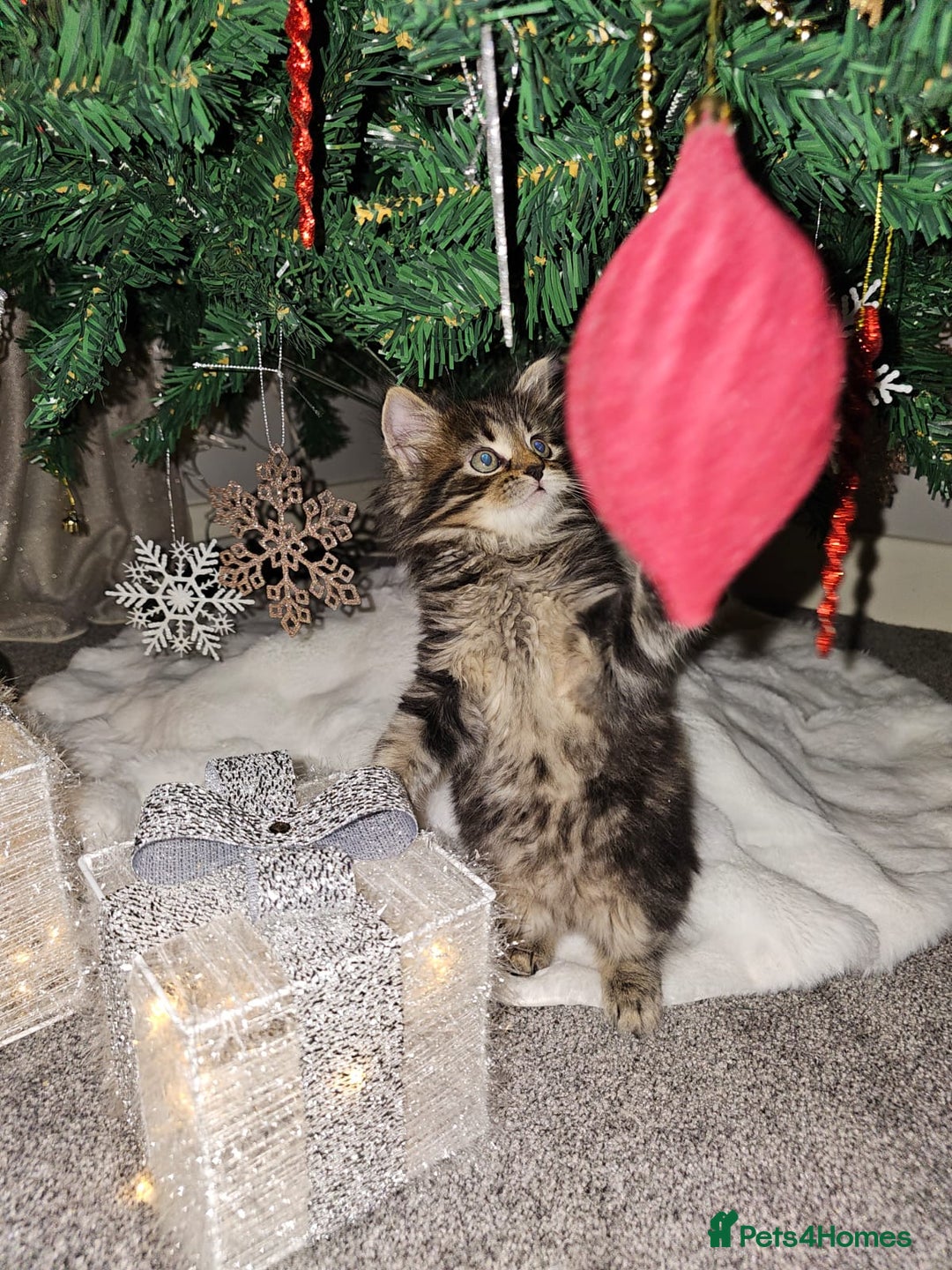 Siberian cats for sale: Beautiful Siberian Kitten – Baby Boy ✨ - Advert 5