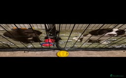 Sprocker dogs for sale: Sprockers willing to sell seperatly - Image 2