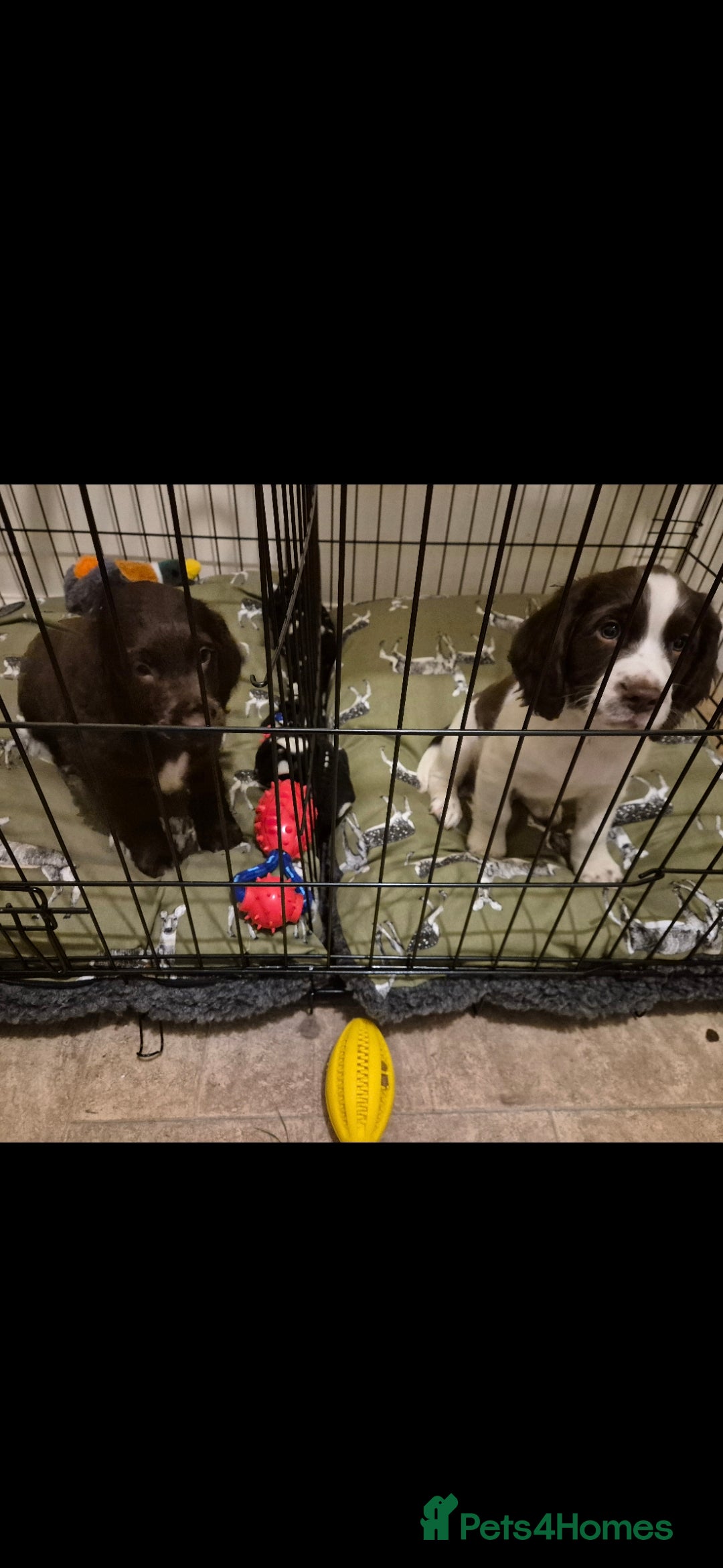 Sprocker dogs for sale: Sprockers willing to sell seperatly - Image 2