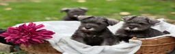 Miniature Schnauzer dogs for sale: Gorgeous kc reg miniature schnauzers ready now  - Advert 5