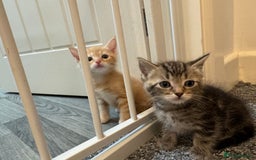 Domestic Shorthair cats for sale: 2 little boy - Image 2