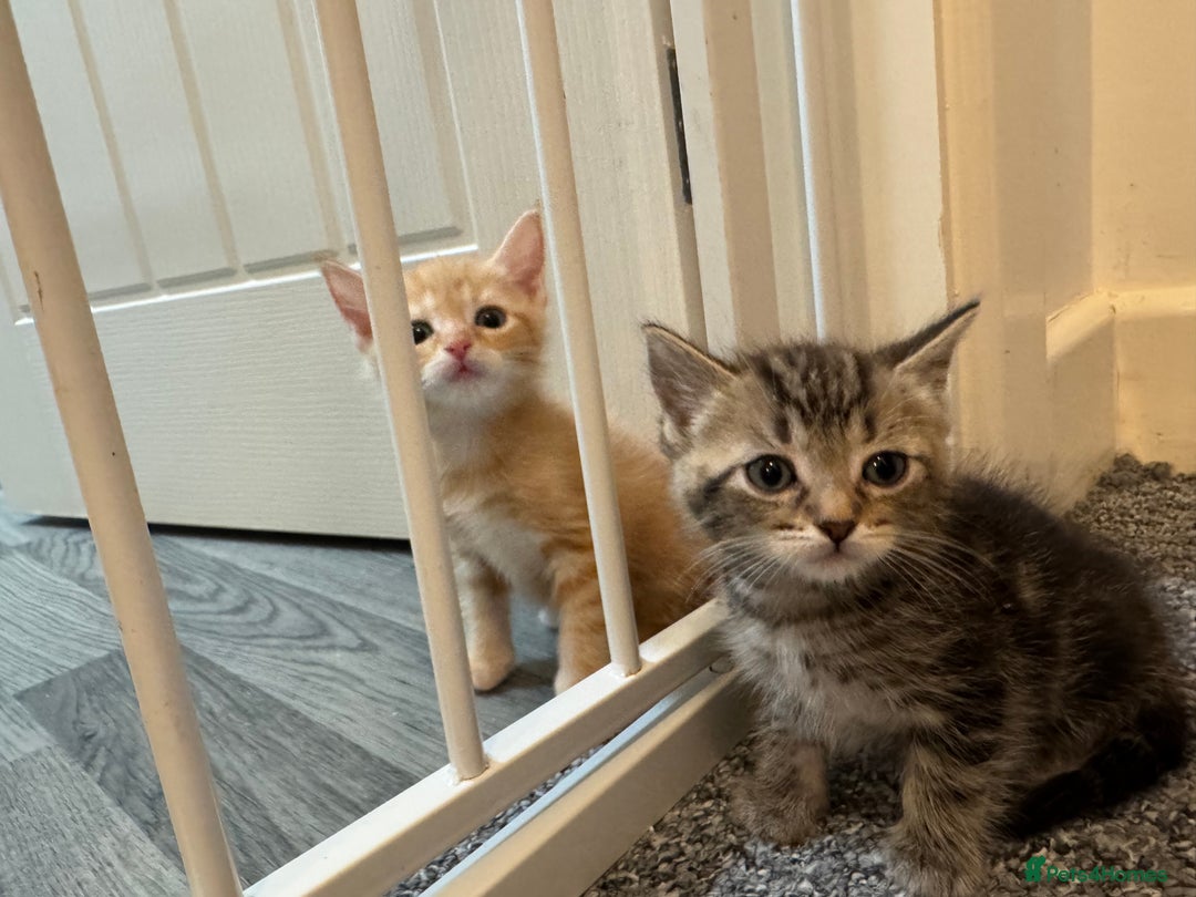 Domestic Shorthair cats for sale: 2 little boy - Image 2