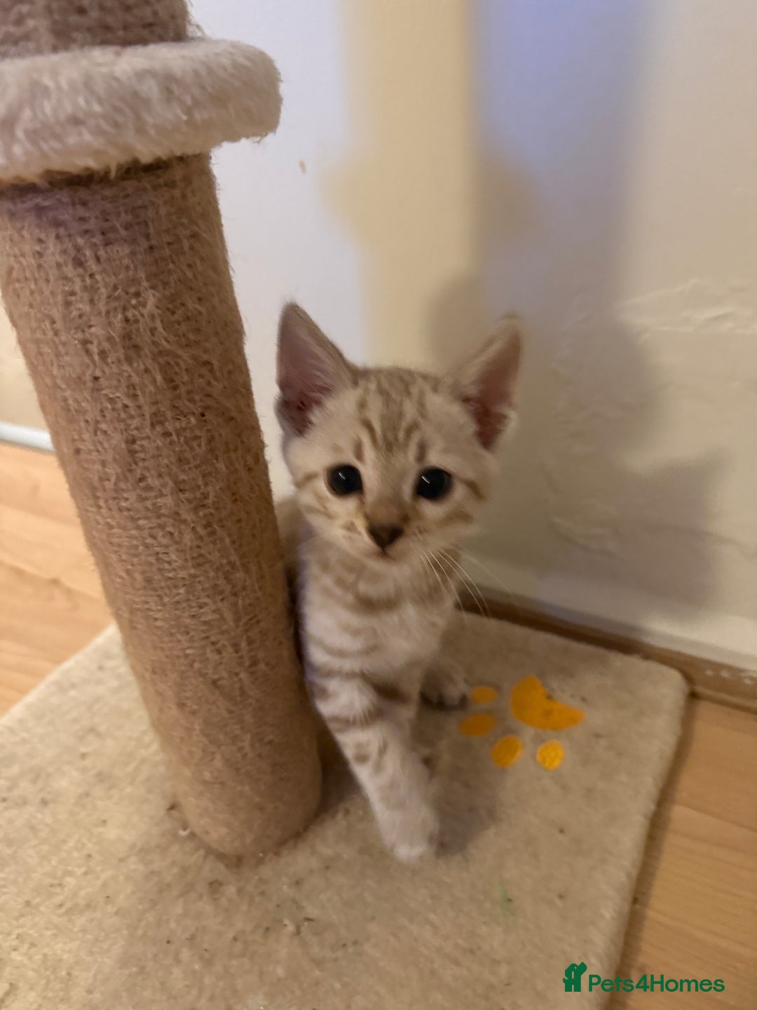 Bengal cats for sale: TICA registered Bengals  - Advert 4